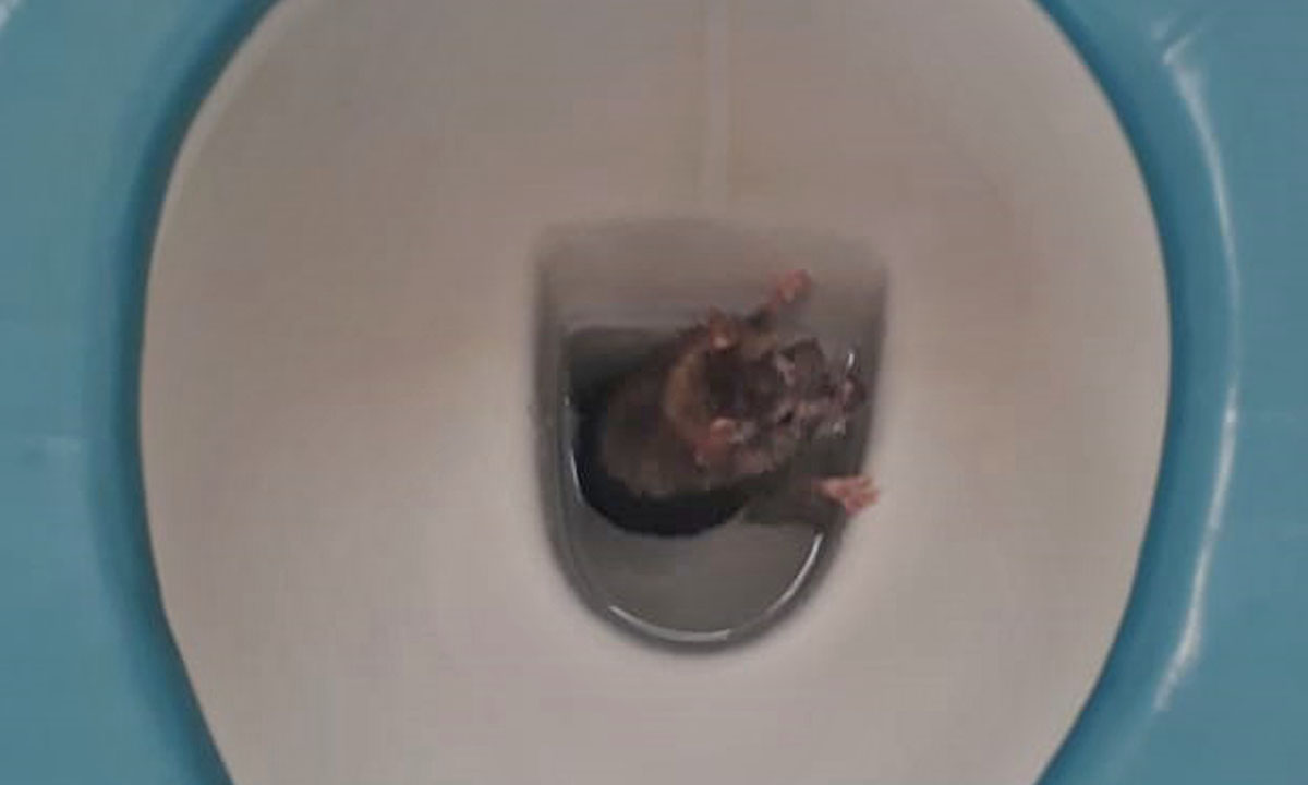 Matrona No lo hagas Tío o señor La peor pesadilla: fue al baño y encontró una rata en el inodoro – La  Brújula 24