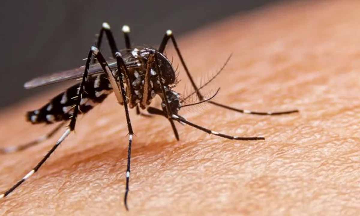 Dengue en Bahía: realizan operativo especial para combatir los mosquitos – La Brújula 24